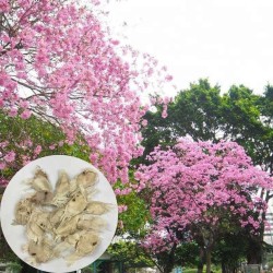 بذور شجرة تابوبيا وردي - Tabebuia impetiginosa بذور شجرة تابوبيا وردي - Tabebuia impetiginosa