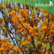 بذور شجرة البلوط الحريري-Grevillea robusta