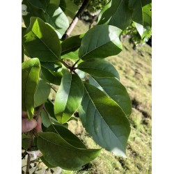 بذور شجرة كورديا بيضاء-cordia megalantha بذور شجرة كورديا بيضاء-cordia megalantha
