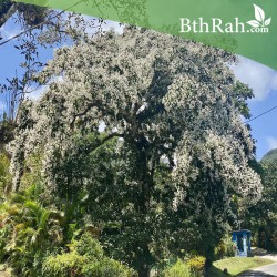 بذور شجرة كورديا بيضاء-cordia megalantha بذور شجرة كورديا بيضاء-cordia megalantha