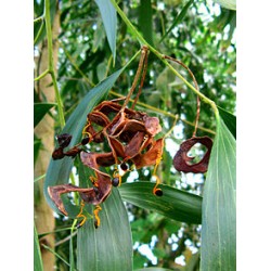 بذور شجرة أكاسيا أوريكو ليفورمس-Acacia auriculiformis بذور شجرة أكاسيا أوريكو ليفورمس-Acacia auriculiformis