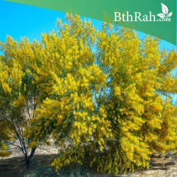 بذور شجرة أكاسيا أوريكو ليفورمس-Acacia auriculiformis بذور شجرة أكاسيا أوريكو ليفورمس-Acacia auriculiformis