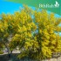 بذور شجرة أكاسيا أوريكو ليفورمس-Acacia auriculiformis