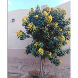 بذور شجرة كاسيا جلوكا - Cassia glauca