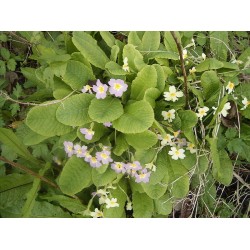 بذور زهور بريمولا - Primula vulgaris بذور زهور بريمولا - Primula vulgaris