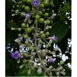 بذور نبات الوايتكس او فيتكس تريفيولا Vitex trifolia بذور نبات الوايتكس او فيتكس تريفيولا Vitex trifolia
