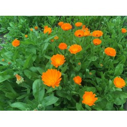 بذور أذريون-اقحوان - calendula officinalis