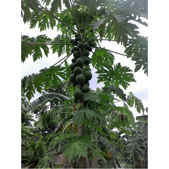 بذور البابايا التايلندية - Carica papaya بذور البابايا التايلندية - Carica papaya