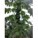 بذور البابايا التايلندية - Carica papaya بذور البابايا التايلندية - Carica papaya