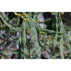 بذور اكاسيا ساليجنا - Acacia saligna بذور اكاسيا ساليجنا - Acacia saligna