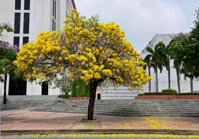 التابوبيا الذهبية: جوهرة الحدائق كيفية زراعتها والعناية بها التابوبيا الذهبية: جوهرة الحدائق كيفية زراعتها والعناية بها