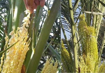 تلقيح النخيل:  رحلة من الرياح إلى الذكاء الاصطناعي