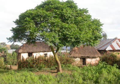 شجرة الزنزلخت (Melia azedarach) شجرة الزنزلخت (Melia azedarach)