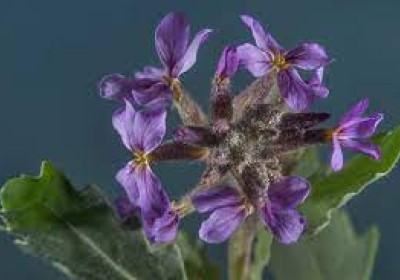 استكشاف المحميات المنزلية