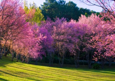 الدور الإيجابي لزراعة أشجار الزينة في تحسين المناخ والبيئة