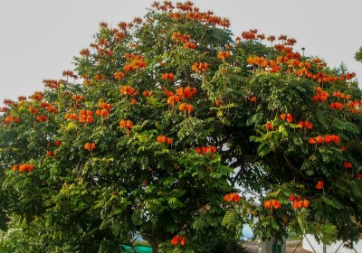شجرة الخزامى الأفريقية: رمز الجمال شجرة الخزامى الأفريقية: رمز الجمال