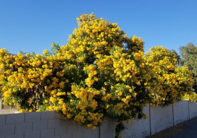 شجرة التيكوما ستانس شجرة التيكوما ستانس