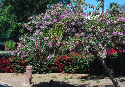 شجرة البوهينيا