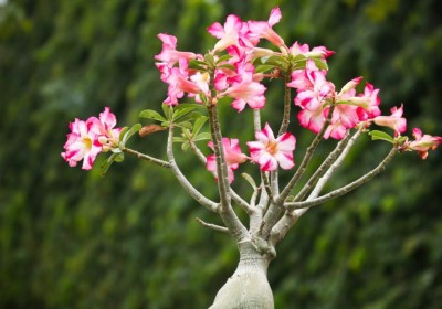 نبات العدنة (Adenium obesum) الجمال الاستوائي الذي يضفي جمال الألوان على البيئة