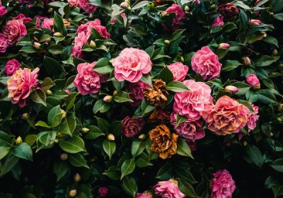 صرخات النباتات: هل تتألم بصمت أم تصدر أصواتاً يمكن سماعها؟