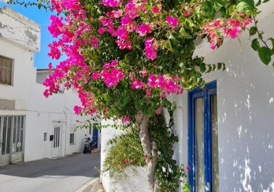 تأثير زراعة أشجار الزينة على جودة الهواء وتحسين البيئة الحضرية