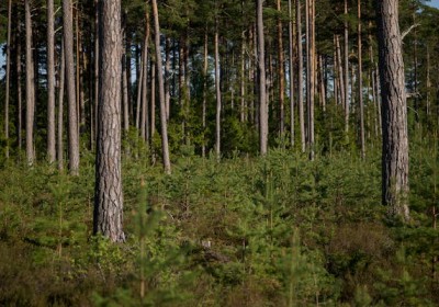 زراعة الأشجار في مشاريع إعادة التأهيل البيئي: استراتيجيات فعّالة للمستقبل المستدام