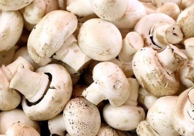 فطر المشروم: رحلة عبر عالم الفطريات فطر المشروم: رحلة عبر عالم الفطريات