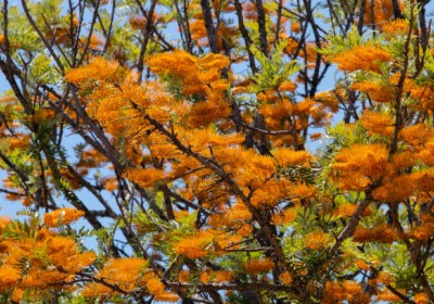 شجرة البلوط الحريري (Grevillea robusta) شجرة البلوط الحريري (Grevillea robusta)