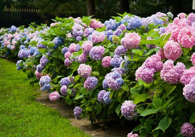 نبات القرطاسيا (Hydrangea) نبات القرطاسيا (Hydrangea)