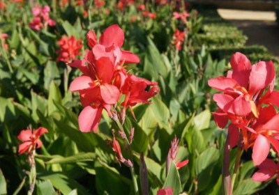 نبات الكنا (Canna): خصائصه واستخداماته وفوائده نبات الكنا (Canna): خصائصه واستخداماته وفوائده