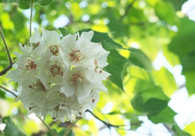 شجرة الدومبيا (Dombeya): سحر الطبيعة في عالم النباتات