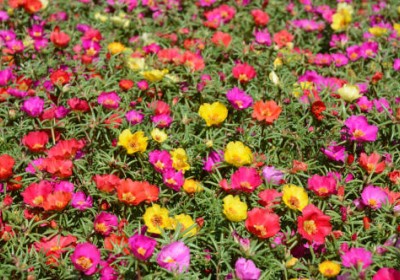 زهرة بورتولاكا : نبات جميل سهل العناية به زهرة بورتولاكا : نبات جميل سهل العناية به