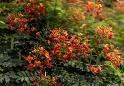 شجرة سيسالبينيا (زهرة الطاووس) شجرة سيسالبينيا (زهرة الطاووس)