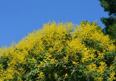 شجرة المطر الذهبية (Koelreuteria paniculata): شجرة المطر الذهبية (Koelreuteria paniculata):