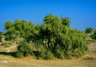 شجرة الأراك: الكنز الطبي الطبيعي في الصحراء شجرة الأراك: الكنز الطبي الطبيعي في الصحراء