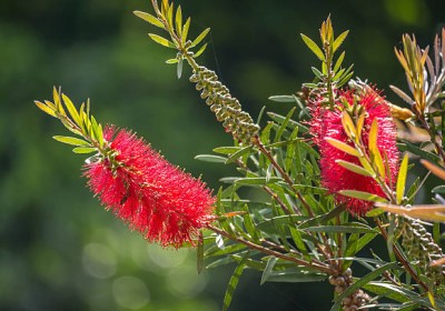 شجرة فرشاة الزجاج Callistemon viminalis