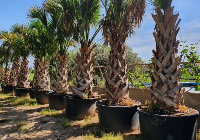 نبات نخيل ذيل الطاووس - Sabal Palmetto رمز الجمال الاستوائي نبات نخيل ذيل الطاووس - Sabal Palmetto رمز الجمال الاستوائي