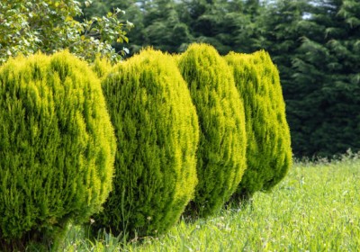 سحر نبات الثويا – Platycladus orientalis سحر نبات الثويا – Platycladus orientalis