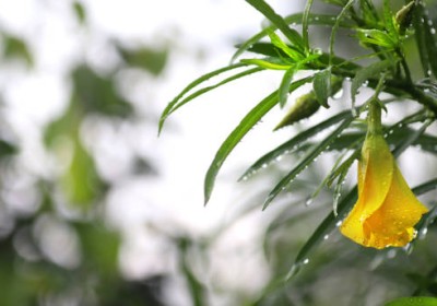 نبات التيفيتيا (Thevetia peruviana)