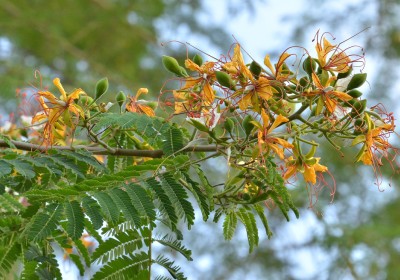شجرة الرنف النادرة (Delonix elata) شجرة الرنف النادرة (Delonix elata)