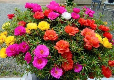 زهور بورتولاكا: جمال مفعم بالألوان يتحمل الظروف الصعبة زهور بورتولاكا: جمال مفعم بالألوان يتحمل الظروف الصعبة