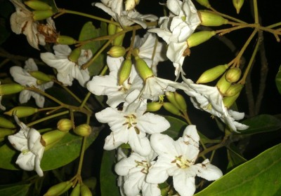 شجرة الكورديا البيضاء شجرة الكورديا البيضاء