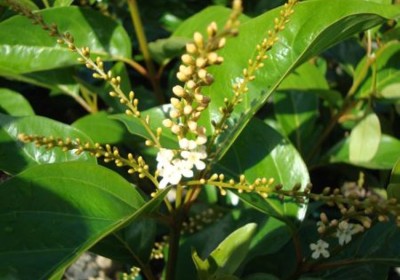 نبات الياسمين الأسترالي (Citharexylum quadrangulare)