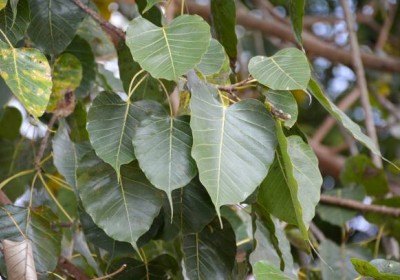 شجرة فيكس لسان العصفور (Ficus religiosa) شجرة فيكس لسان العصفور (Ficus religiosa)