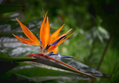 عصفور الجنة رمز الجمال الاستوائي عصفور الجنة رمز الجمال الاستوائي