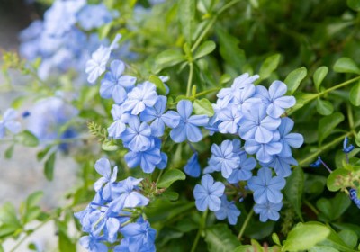نبات الياسمين الأزرق (Plumbago auriculata)