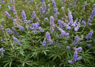 نبات كف مريم: النبات السحري للعناية بالصحة والجمال نبات كف مريم: النبات السحري للعناية بالصحة والجمال