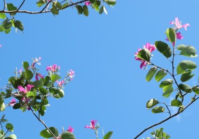 من بذور إلى أشجار - رحلة الزينة في عالم الزراعة من بذور إلى أشجار - رحلة الزينة في عالم الزراعة