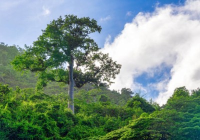 شجر الكابوك عملاق الغابات الاستوائية شجر الكابوك عملاق الغابات الاستوائية