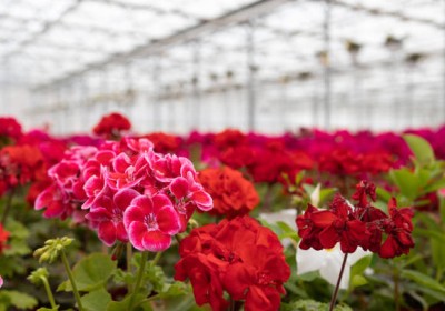 الجيرانيوم(Geranium) زهرة الجمال السهلة العناية في كل حديقة الجيرانيوم(Geranium) زهرة الجمال السهلة العناية في كل حديقة